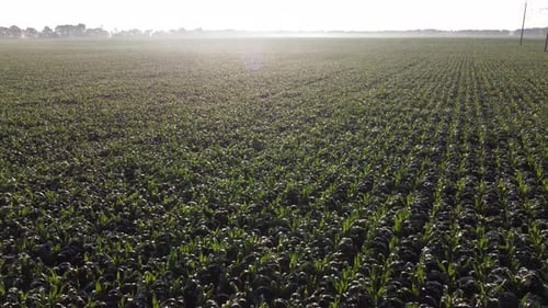 Cornfield