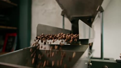 Coffee beans are pushed onto the conveyor of an industrial shaker Brown beans fall for packing