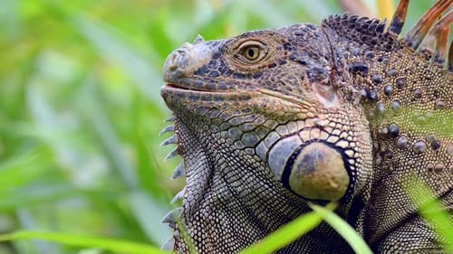 Green Iguana close up shot in Costa Rica