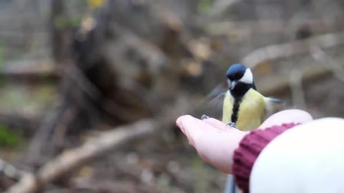 Bird Lands and Eats Seeds from Hand