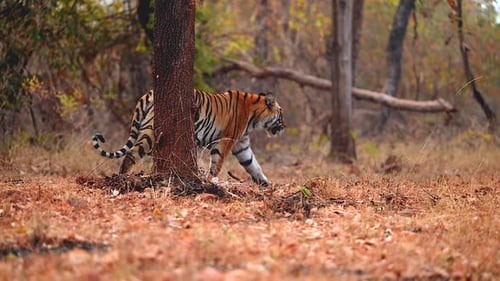 Bengal Tiger Walking Through Northern India Forest