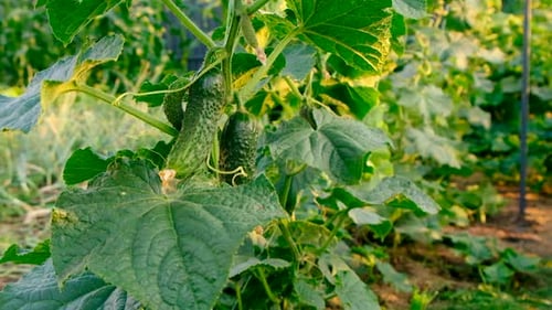 Cucumber Harvest in the Garden Selective Focus