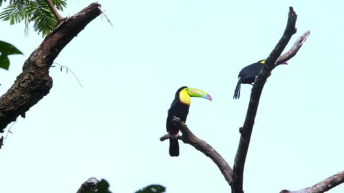 Two Keel-Billed Toucans sitting perched on tree branch in the wild.