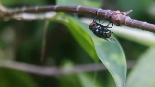 Close Up Of A Metallic Green Fly Resting On Branch