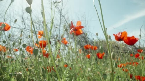A clearing with red poppy flowers. against the background of the sun and the blue sky. Dolly slider