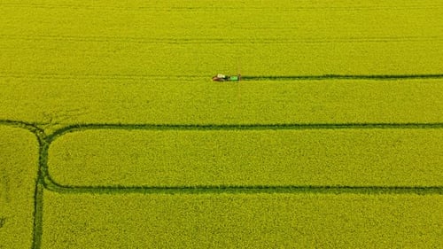 Tractor Sprayer Working in a Yellow Rape Field, the Process of Spraying Field Growths with Pesticide