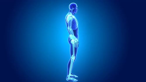 Rotating Human Skeleton and Organs 3D Medical Animation