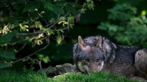 Wolf Resting in Shaded Forest Clearing