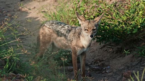 Black Backed Jackal seen standing in the grass at sunrise in Tanzanias Serengeti