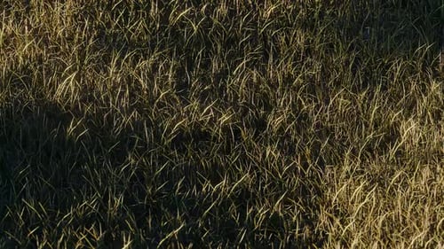 Sphere on Grass Grass 3d Loop Animation
