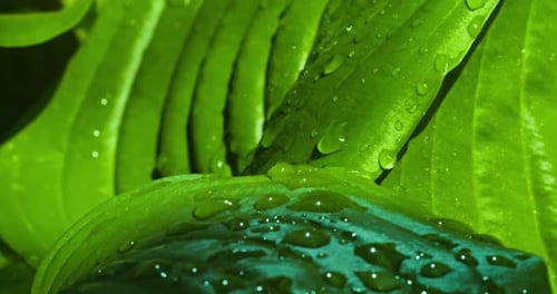 Close-up of raindrops fall on a large leaf breaking into small drops