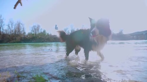 Un
border collie noir et blanc saute dans la rivière en essayant d'attraper une branche. Vue rapprochée au ralenti