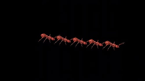 Gruppe von Ant Walk Idle 2