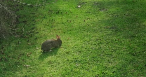 Rabbit Grazing Peacefully in a Green Meadow