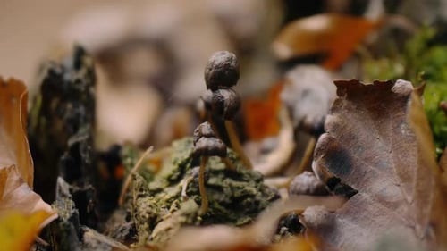 Gruppe kleiner Pilze inmitten von Herbstlaub auf Waldboden mit abgefallenen Herbstblättern in erdigem Ton