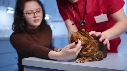 Male Vet Conducts Medical Examination of Bengal Cat in Modern Clinic