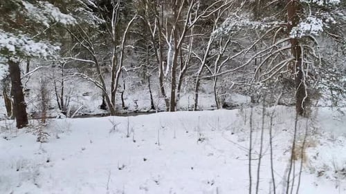 Snow Forrest With River Flowing Along Side It At