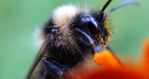 Bumblebee Collecting Pollen on Orange Flower, Close Up