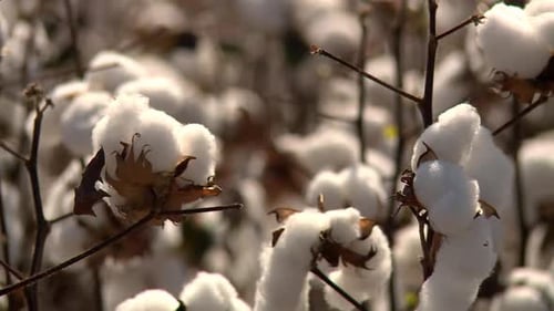 Primer plano de algodón en plantas de algodón en una plantación
