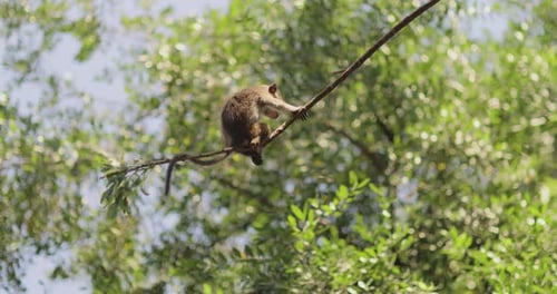 Monkey Balancing on Tree Branch in a Lush Sri Lankan Forest