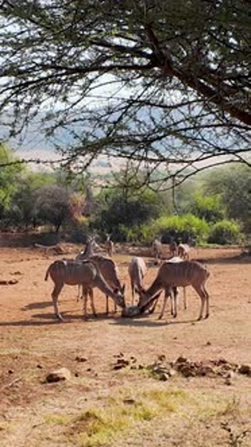 Wilde Giraffen im Pilanesberg-Nationalpark im Nordwesten Südafrikas.