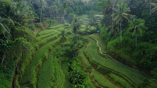 tegallalang rice terrace drone fly through