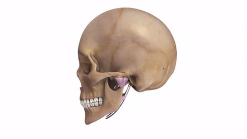 Animated 3D Human Skull with Jaw Ligaments