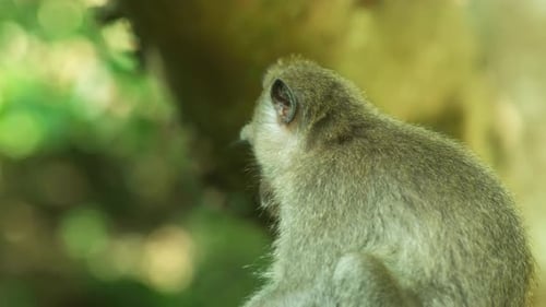 A crab-eating macaque in the Ubud Monkey Forest, Bali, Indonesia