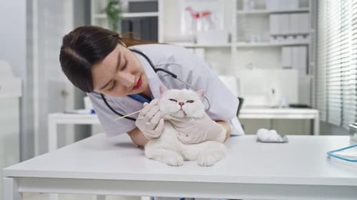 Asian veterinarian clean kitten's ears during check up at veterinary clinic.