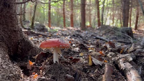 Red Mushroom Growing in Forest