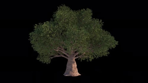 Alpha-Kanal „Baum im Wind“, abspielbar