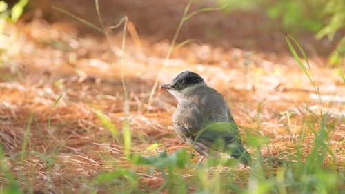 Small Gray Bird Perched in Sunny Nature Setting