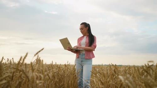 Woman Using Laptop in Golden Wheat Field
