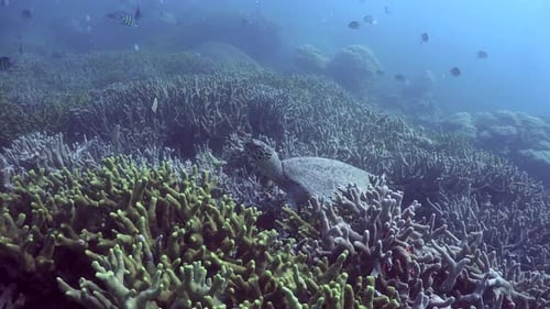 Hawksbill sea turtle feeding on healthy hard coral reef.