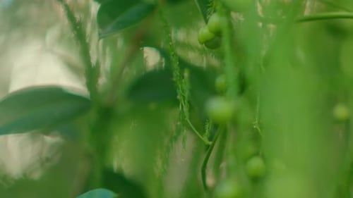 Close-up of green plants