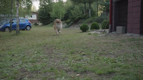 Fluffy Dog Runs with Stick Outdoors