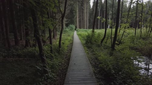 Walking slowly along a wooden walkway though a forest of pine and spruce.