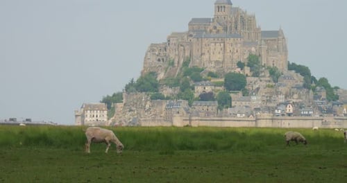 An Injured Sheep Grazing On The Pasture Near Mont Saint-Michel In Normandy, France. Static Shot