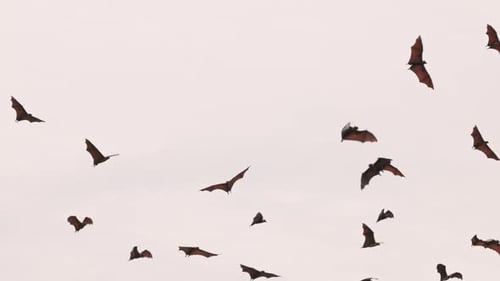 Fliegende Riesenfledermaus Indische Flughunde Lat Pteropus Medius fliegen in der Abenddämmerung durch den Himmel Flug in