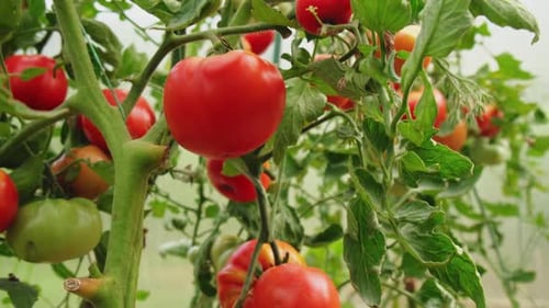 Ripe Red Tomatoes Growing on Vine in Greenhouse