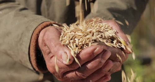 Hands Holding Grain on a Farm