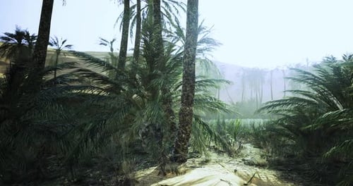 Animated Fly Through a Green Desert Oasis with Palm Trees
