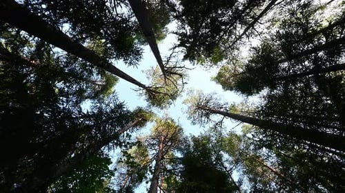 Scenic crowns of coniferous forest trees against the sky, bottom view.