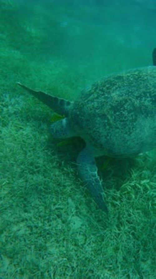 Se déplaçant vers le haut, la tortue de mer verte nage sur un fond limoneux et mange de l'herbe de mer verte à feuilles rondes