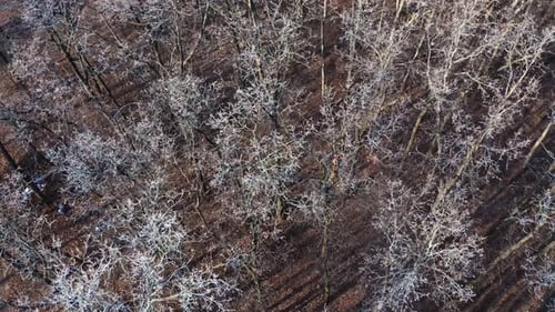 Leafless forest. Nature with naked trees in the wood. View from above on brown trees. Aerial view.