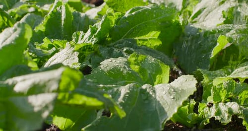 Leafy green veg in garden receiving water from hose to irrigate soil, droplets joining and running