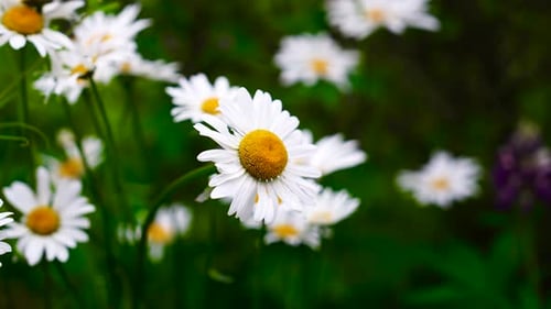 Common daisy flowers in meadow