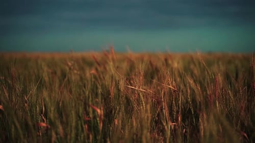 Wheat Field Swaying in the Wind on a Farm