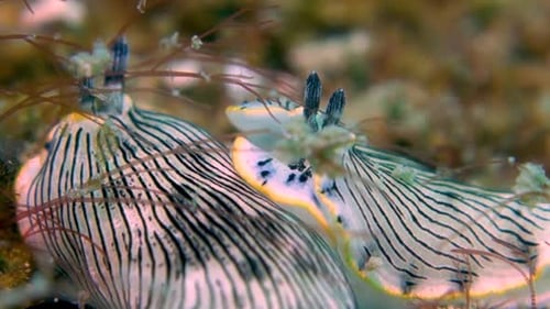Two Large Black Striped Nudibranch Sea Slug Worms Rest Motionless on Ocean Bottom