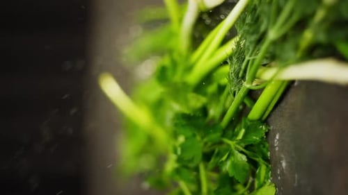A Vertical Shot on Which a Bunch of Greenery Falls Beautifully